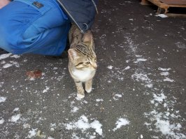У нас на работу прибежал. Чуть роклой не задавил под поддоном, в последнюю секунду услышал мяу. Начало декабря, холодно, снег, ветер он даже бутер с сыром есть стал, голодный был. Потом доктор сказал что месяцев 4-5 отроду. Забрали домой (говнюк конечно, но красивый).