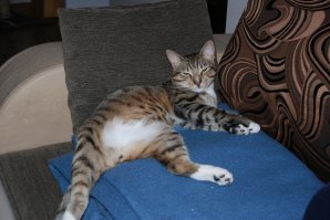 У нас на работу прибежал. Чуть роклой не задавил под поддоном, в последнюю секунду услышал мяу. Начало декабря, холодно, снег, ветер он даже бутер с сыром есть стал, голодный был. Потом доктор сказал что месяцев 4-5 отроду. Забрали домой (говнюк конечно, но красивый).