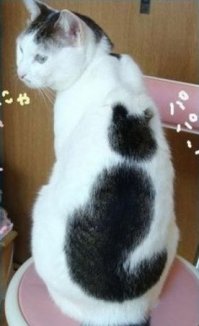 Кошка из матрицы взорвала интернет!