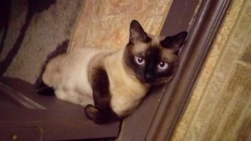 Мой котэ одобряет пост)