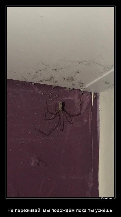 Девушка хотела убрать «паутину» в спальне, но увиденное оказалось её худшим кошмаром