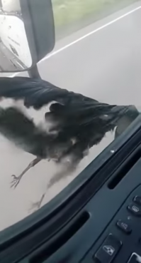 25 лучших фотографий птиц с конкурса Bird Photographer of the Year 2017