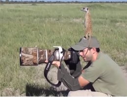 Квест по фотографиям: найди белого мишку!