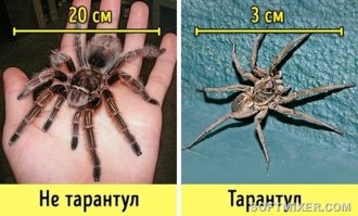 Паук - фигня, а вот ладошку таких размеров, действительно мало кто видел:)