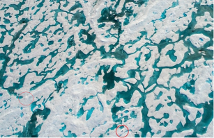 Его может и можно найти, но контур ни разу не специфический. Темное пятно вполне можно принять за трещину. Я нашел контур похожий на медведя лежащего на боку.