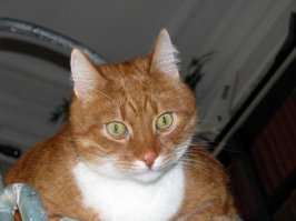 Не в каждую коробченку поместится такой)))))