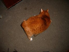 Не в каждую коробченку поместится такой)))))