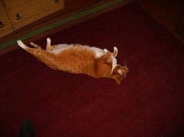 Не в каждую коробченку поместится такой)))))