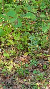 Тут недавно бурундука сфотографировал на телефон... Потом искал его на фото часа два. :)