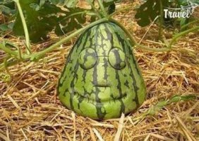 У них эта тема ваще раскрученная,про кубические арбузы все слышали но там и помимо них всякого хватает