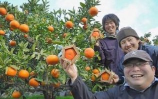 У них эта тема ваще раскрученная,про кубические арбузы все слышали но там и помимо них всякого хватает