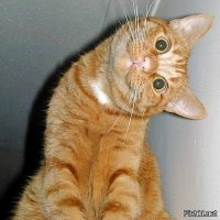 Роковая ошибка возрастных мужей