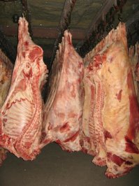 сейчас полутуши на заводах разделываются. Согласитесь полутуша теленка очень похожа на кенгуру. Передние лапы у них достаточно мышцатые, как и на рисунке, ну а задняя и в Африке задняя