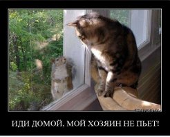 Хозяева сбились с ног в поисках кота… а когда он нашёлся, не знали как реагировать!