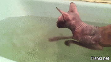 Температура тела кошки 38-39 градусов. Температура воды должна быть такая же. НЕ МЕНЬШЕ!!! Тогда кошка полюбит ванну...