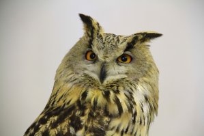 19 гипнотически красивых сов, пойманных в объектив фотографа