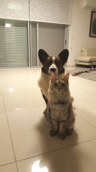 Как коты и собаки уживаются вместе: 30 умилительных примеров