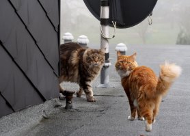 Что такое кошачья любовь?