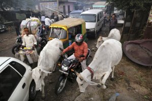 Слышал что в Индии своеобразный стиль дорожного движения....