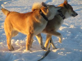 Людмила, я родилась и выросла "В стране мужчин бородатых по делу, а не велением моды...", среди геологов и охотников.
Просто поверьте, как и в каком количестве лаек ходят на зверя, я знаю.
И, если Вы думаете, что лайка на этой охоте - убийца, ошибаетесь.
Она нужна для обнаружения зверя, его загона и растравливания, чтобы медведь не пошел на человека.
Как правило, собак от трех, одна плохо справится и может погибнуть от медвежьей лапы.

Наше Вам, 1,5-хвостое ))) (пол хвоста оставили на охоте)