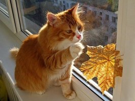 уже осень...