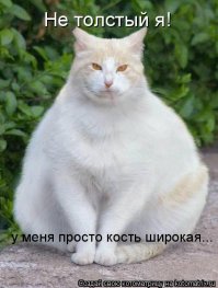 Этим толстым котам давно пора на диету!