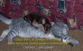 Как коты и собаки уживаются вместе: 30 умилительных примеров