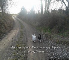 Как коты и собаки уживаются вместе: 30 умилительных примеров