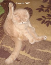 Что такое кошачья любовь?
