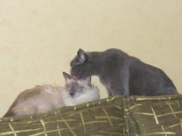 Что такое кошачья любовь?