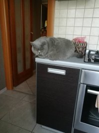 моя скотина