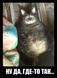 Этим толстым котам давно пора на диету!