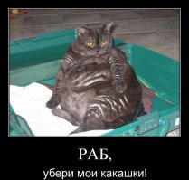 Этим толстым котам давно пора на диету!