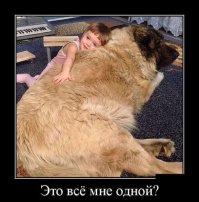 Вот это подарок.
              Я падаю с ног.
Щенок называется!
              Ну и щенок!
Второго такого,
              наверно, и нету.
Да он же проглотит меня,
              как котлету!

Подарок глядит на меня свысока.
Наверное, он размышляет пока 
Я тоже гляжу и никак не пойму:
А может меня подарили ему?
(С) И. Шевчук

PS: У нас дома примерно такая же картина. Берн и кавказская овчарка -- 130 кг. живого веса на двоих. В дочке души не чают.