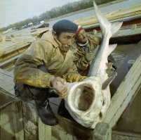 Когда то в Урале их было очень много, и мы могли себе позволить фразу, " - Опять ты мне эту икру поставила! Не могу я ее каждый день, проклятую, есть!"
(Белое солнце пустыни)