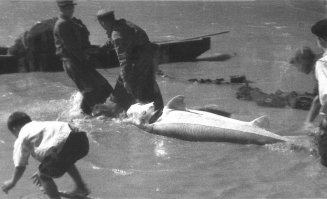Когда то в Урале их было очень много, и мы могли себе позволить фразу, " - Опять ты мне эту икру поставила! Не могу я ее каждый день, проклятую, есть!"
(Белое солнце пустыни)
