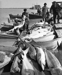 Когда то в Урале их было очень много, и мы могли себе позволить фразу, " - Опять ты мне эту икру поставила! Не могу я ее каждый день, проклятую, есть!"
(Белое солнце пустыни)