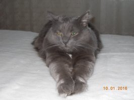 откуда у тебя мой кот?