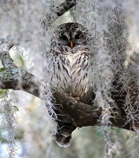 19 гипнотически красивых сов, пойманных в объектив фотографа