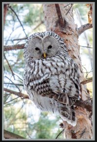 вот такая красавица (длиннохвостая неясыть) обитает в нашем деревенском лесу, (Калужская область), папа не один раз видел