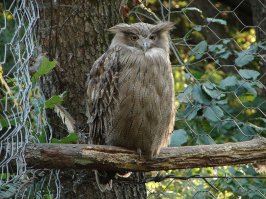 19 гипнотически красивых сов, пойманных в объектив фотографа