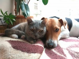 Животные - это здорово :) 
На фото мой пёс и кошка.