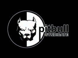 какая смотра ху*ерта Pitbull Syndicate - это разработчик компьютерных игр в основном известные из них это гонки, такие как Demolition Racer и Test Drive 1-6