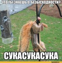 Взгляд кошки, грация картошки - пост о невероятной ловкости и грациозности