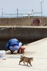 Кот рыбака видит из далека