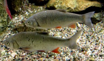 Нижняя рыбина 100% язь. Чешуя мельче. Верхняя под вопоросом (нужно знать размер).