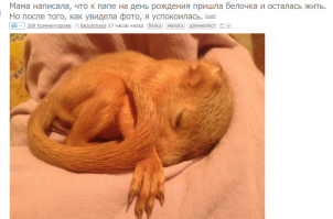 Это, по-моему, соня, а не белка: