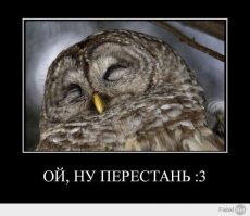 19 гипнотически красивых сов, пойманных в объектив фотографа