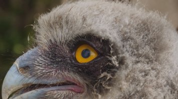 Самка рыбного филина и птенец. Снято на Кунашире.