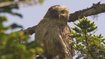 Самка рыбного филина и птенец. Снято на Кунашире.